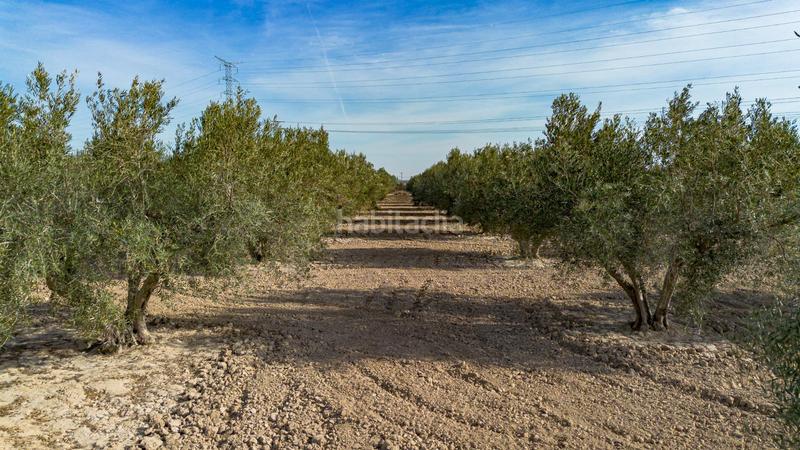 Foto 418b85e8-a68e-4c95-8388-b9e95953f7e5. Finca rústica en polígono parcela 66-65 16 olivares en Crevillente