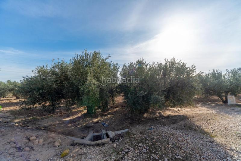 Foto dc1db5bb-1a33-4ede-98e1-1992ffca3279. Finca rústica en polígono parcela 66-65 16 olivares en Crevillente