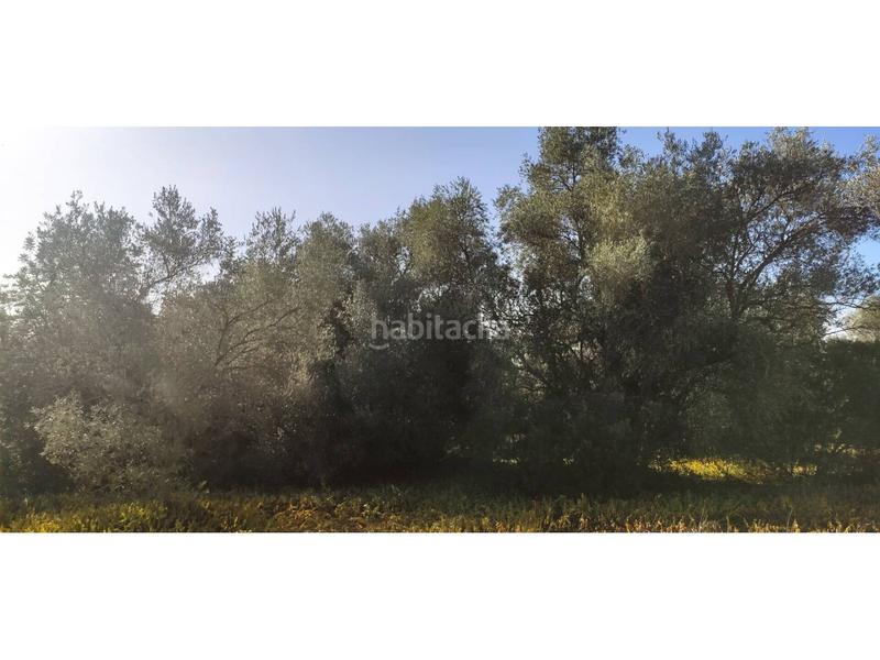 Foto 9f576497-d0ce-4cee-96d6-b767a874929d. Terreno residenziale in Eucaliptus - Poble Nou del Delta Amposta