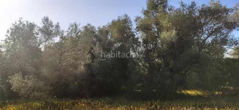 Foto 8302a3c5-cba1-4143-a4e0-4920002025f5. Masia a Eucaliptus - Poble Nou del Delta Amposta