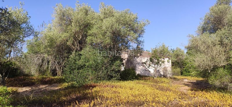 Foto d2a11850-39e8-4282-a468-f4192d02907d. Masia a Eucaliptus - Poble Nou del Delta Amposta