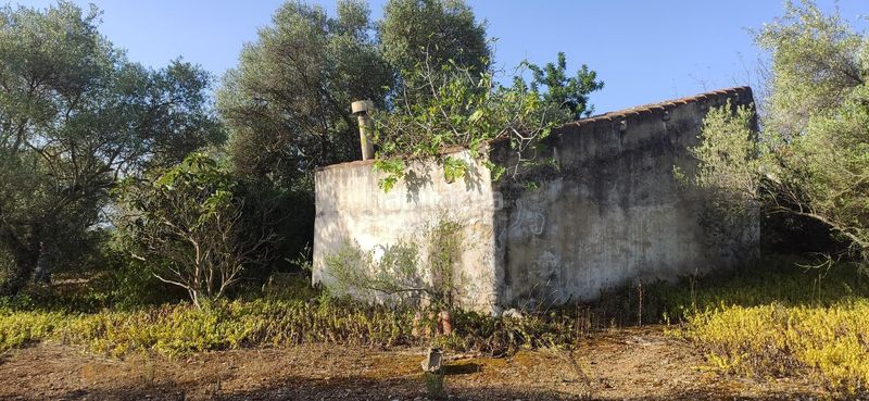 Foto fdf3d222-f8a1-40d9-a302-1eb33737fed8. Masia a Eucaliptus - Poble Nou del Delta Amposta