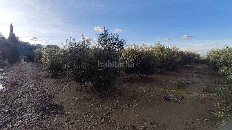 Foto b4b78d67-d52a-4d2a-9cf1-679413b52f9e. Masia a Casc Antic Amposta