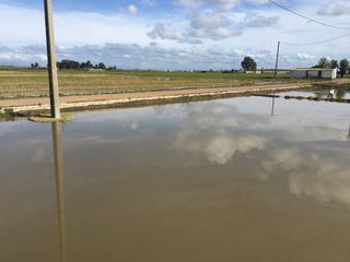 Fabrikhalle in Eucaliptus - Poble Nou del Delta. Granja avicola,casa y arrozal en venta!!!