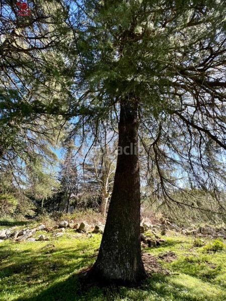 Foto b24655ee-3a78-4fbb-b8ab-d43bcbf8ad85. Residential plot in Cercedilla