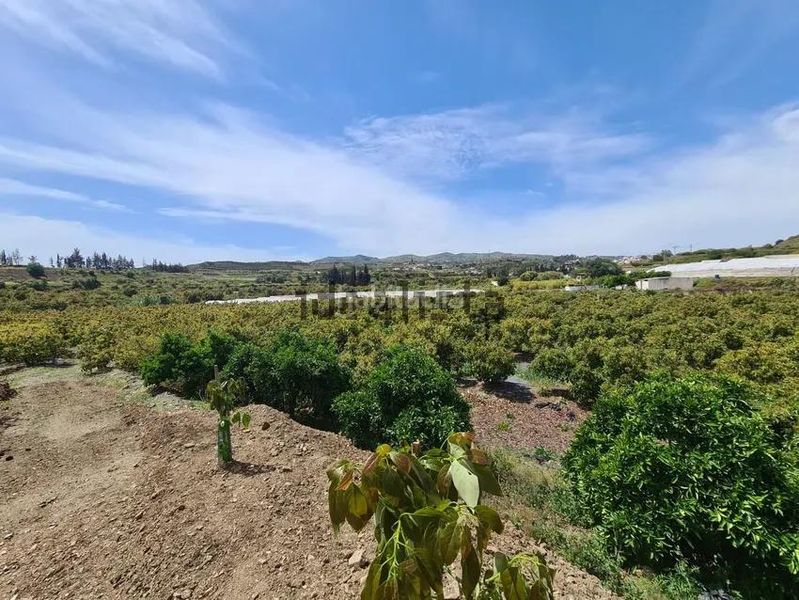 Foto 21e9e723-4850-48b4-8514-8a4c69851426. Finca rústica a Norte - Barrio del Pilar - El Reñidero Vélez - Málaga