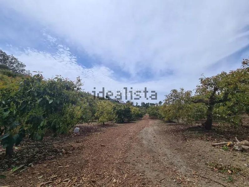 Foto 75680cf7-e4df-4bb2-a1d1-247e9d9c5bcf. Finca rústica a Norte - Barrio del Pilar - El Reñidero Vélez - Málaga