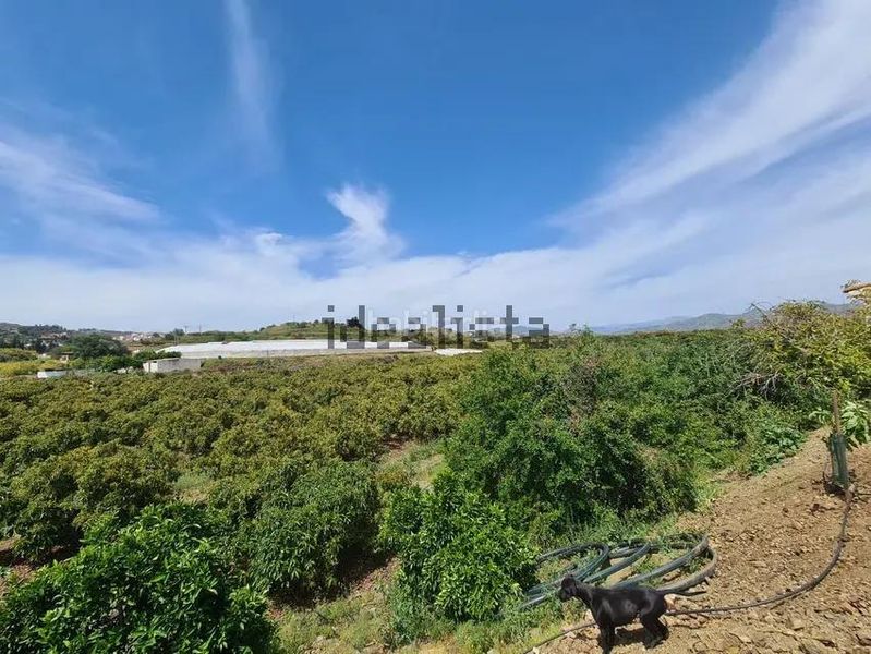 Foto b8a6906f-6418-428e-9073-87d44d623f6e. Finca rústica a Norte - Barrio del Pilar - El Reñidero Vélez - Málaga