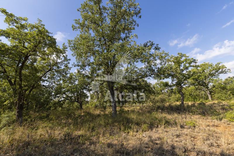 Foto 058c1785-151b-4837-9819-fd840eceb4e2. Terreno residenziale in Pastrana