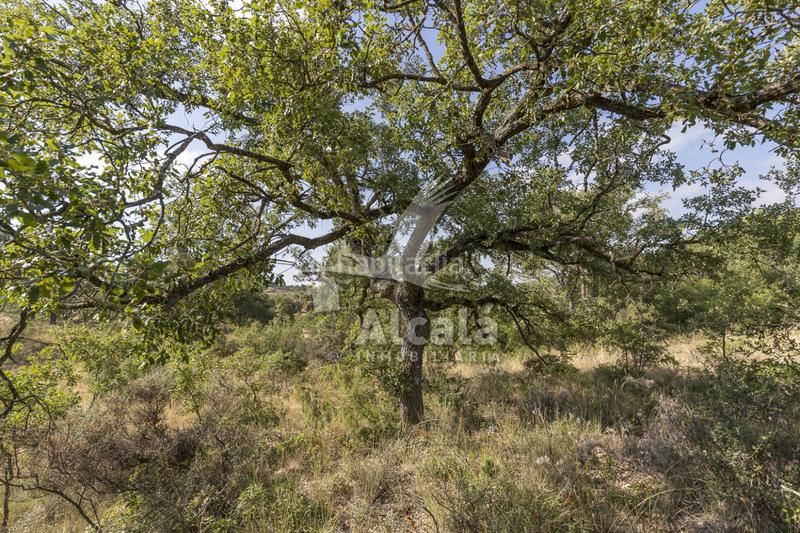 Foto 1fc2c1fd-7ca0-4f9d-a9b2-2bfa88e4010e. Terreno residenziale in Pastrana