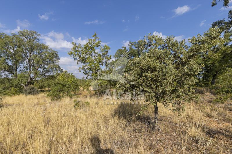 Foto 241459cc-5b4e-4b0e-8e7a-d567322446aa. Terreno residenziale in Pastrana