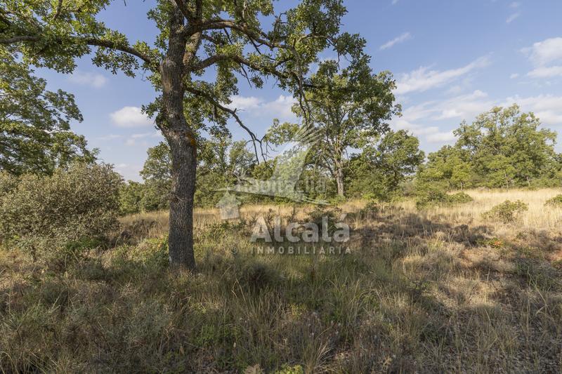 Foto 2fad3ce7-f91a-4f42-b8bd-64781a76499f. Terreno residenziale in Pastrana