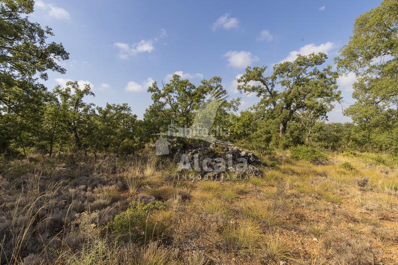 Foto 38773850-ab6d-437e-ad7a-6da94f801962. Terreno residenziale in Pastrana