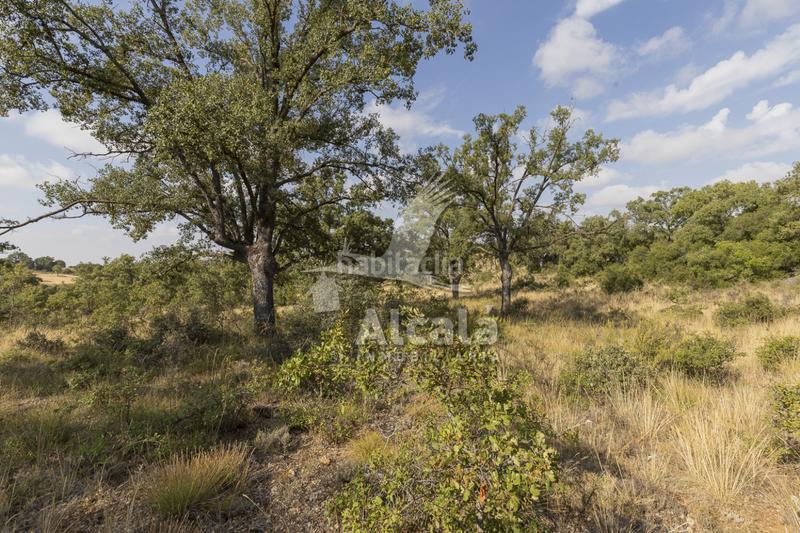 Foto 572d1152-e8cc-4c26-ba5d-dd4b3941e4a6. Terreno residenziale in Pastrana