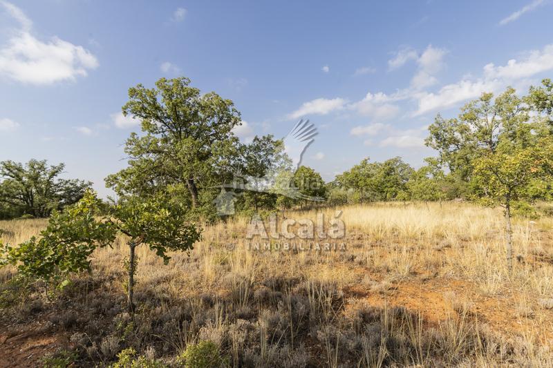 Foto 679e12b5-eba3-4d2f-a4e9-e82b48417db6. Terreno residenziale in Pastrana