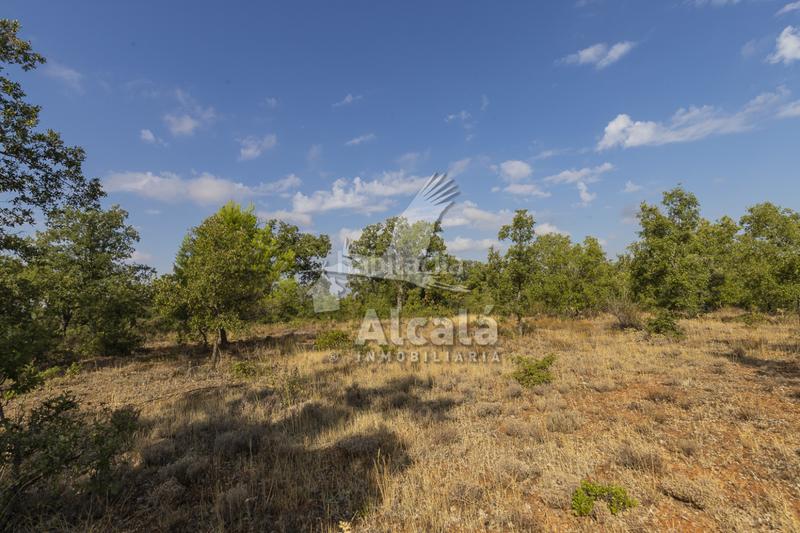 Foto 6ba01586-86ed-4121-84a2-68c13ad984b2. Terreno residenziale in Pastrana