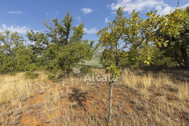 Foto 8cf4d19f-5744-476f-befb-846ac8e0e265. Terreno residenziale in Pastrana