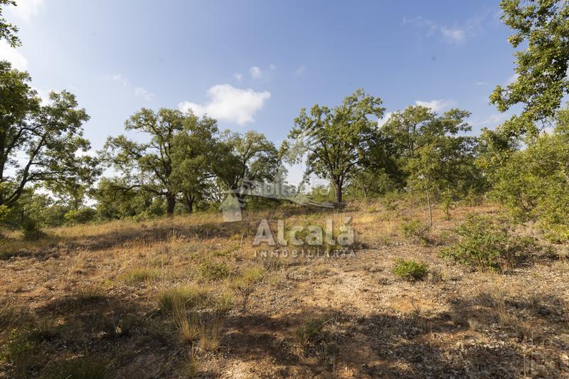 Foto a790566f-2d18-40c2-8ba0-91a3e563795a. Terreno residenziale in Pastrana