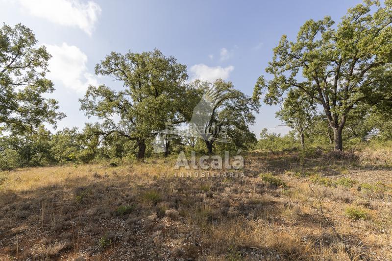 Foto b2a97cf2-9ab6-492f-927a-2e5fd213b848. Terreno residenziale in Pastrana