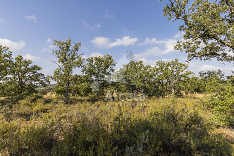 Foto d415f7e5-0abb-46fe-8646-2f9ca319c1cf. Terreno residenziale in Pastrana