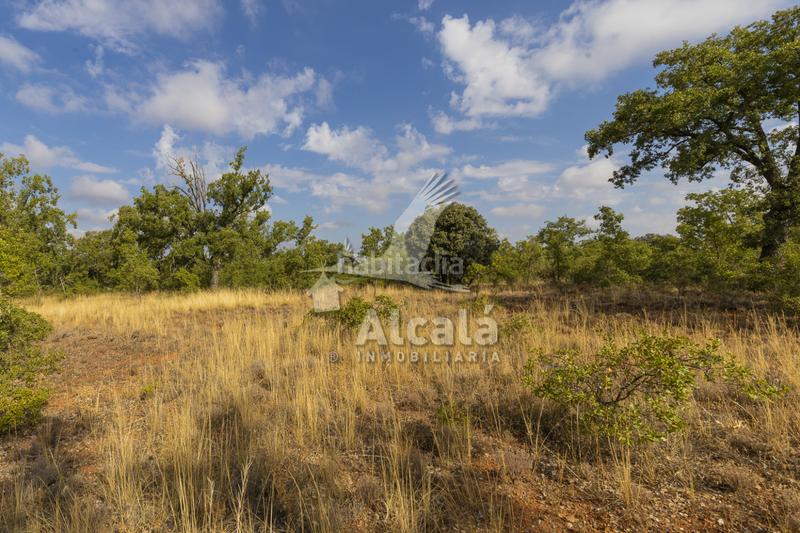 Foto e4178c08-db6a-4d16-bacf-a1f22c84c531. Terreno residenziale in Pastrana