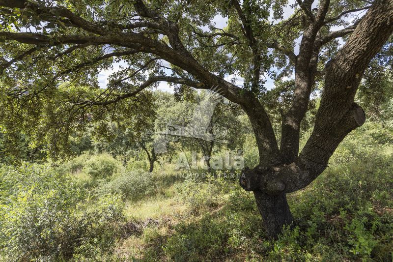 Foto 8455ea70-9120-4c0a-9204-17d0f8d576eb. Finca rústica a Valdeaveruelo