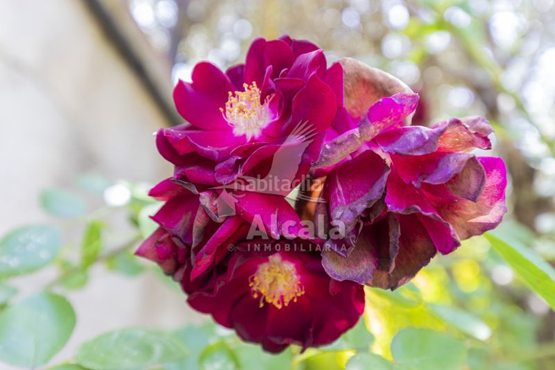Foto a57eb9ed-5b95-48bd-9fbe-a1f968500523. Finca rústica a Ambite