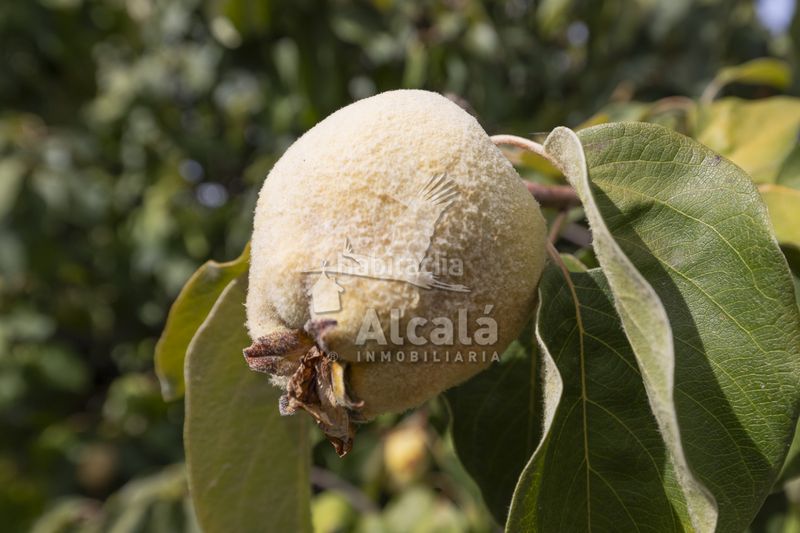 Foto d3b5c6e0-998c-4cd0-a832-7c03f6e177ea. Casa amb calefacció a Camarma de Esteruelas