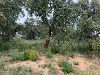 Terreny residencial a Arbúcies. Parcela en venta en plena naturaleza. se escuchan ofertas!!!