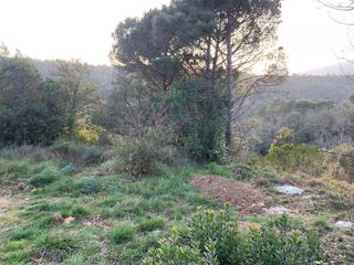 Terreny residencial a Riells i Viabrea. Parcela con fantásticas vistas al montseny en venta a riells i v