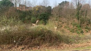 Residential Plot in Riells i Viabrea. Parcela en venta en zona muy tranquila.se escuchan ofertas!!!