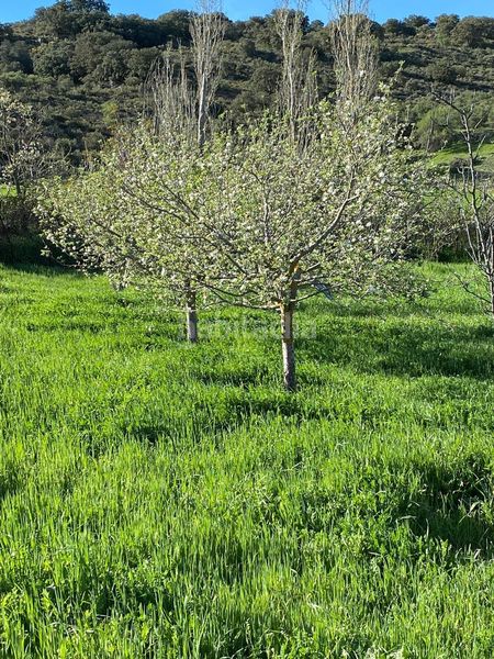 Foto 453ab37b-8e3e-41ad-8ea1-972ac517fac0. Finca rústica a Escopete