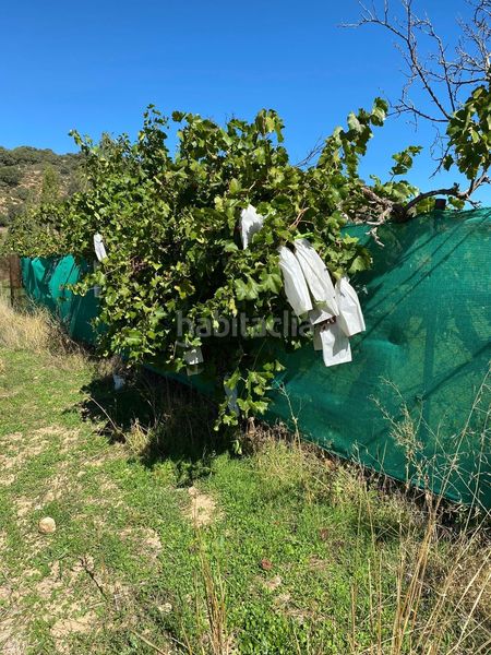 Foto f3d54d4d-e8ab-42ad-9b34-eb0d8f49af18. Finca rústica a Escopete
