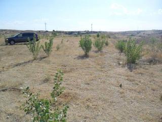 Lloguer Finca rústica a Molar (El). Finca rústica en alquiler en el molar