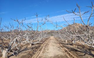 Finca rústica a Albatera. Oportunidad única en albatera, partida dehesa!!