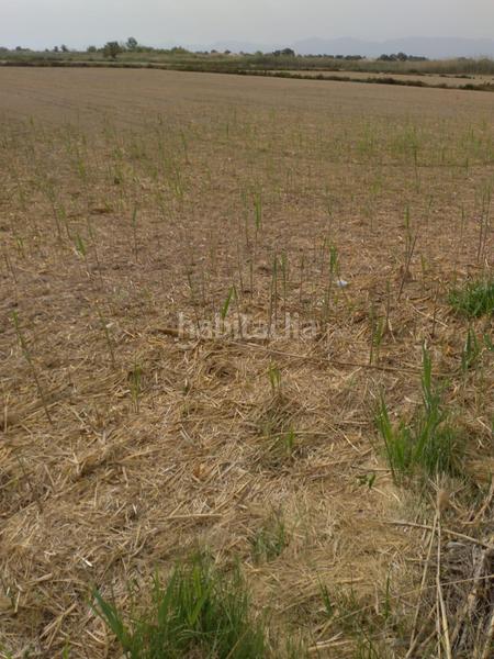 Foto 138d8cc8-ddaf-4d38-9dc7-16a9a94762c9. Fondo rustico in La Foia - Daimés - Asprella Elche / Elx