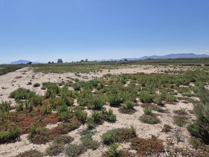 Foto 1695e7de-6061-4625-91d0-5f9320ccc37a. Fondo rustico in La Foia - Daimés - Asprella Elche / Elx