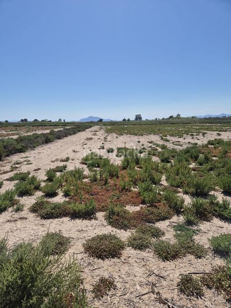 Foto 44aa0202-532c-4230-8ca3-47c1b867b044. Fondo rustico in La Foia - Daimés - Asprella Elche / Elx