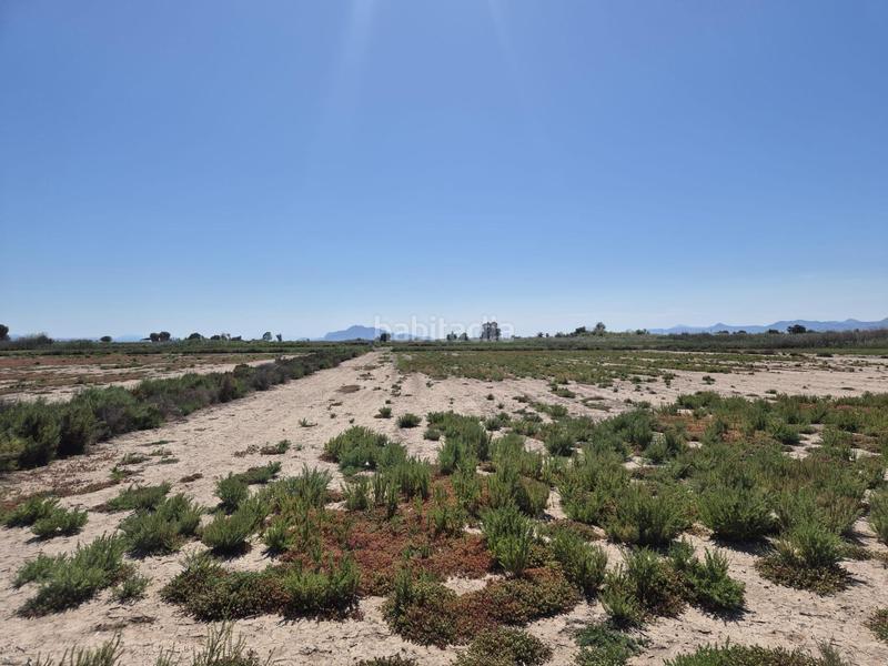 Foto 855a9fa9-49d5-4045-81a6-8fd9ebbfd514. Fondo rustico in La Foia - Daimés - Asprella Elche / Elx