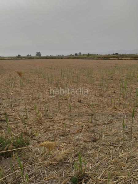 Foto aafb50aa-e600-48a6-8de4-9aec7df980ad. Fondo rustico in La Foia - Daimés - Asprella Elche / Elx