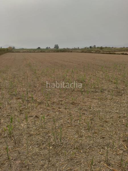 Foto b3bfa90c-5d66-457e-a18a-692cd16d9086. Fondo rustico in La Foia - Daimés - Asprella Elche / Elx