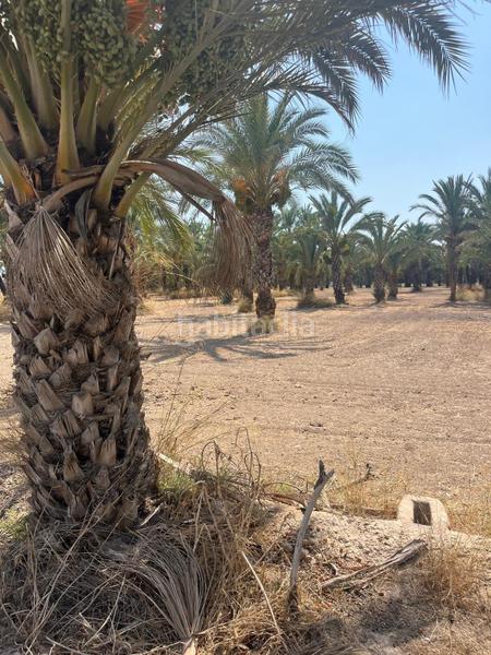 Foto 1a0a05e2-55b1-49ca-8e2b-6d7d9dd9910e. Rural plot in La Algoda - Matola - Llano de San José Elche / Elx