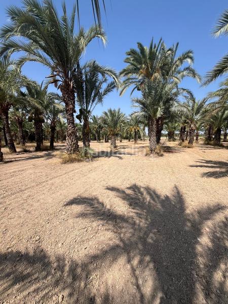 Foto 3634cbd6-e275-4524-9188-ff440fc95759. Rural plot in La Algoda - Matola - Llano de San José Elche / Elx