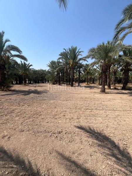 Foto 6091e023-e916-4a75-b341-c9b9943b7c48. Rural plot in La Algoda - Matola - Llano de San José Elche / Elx