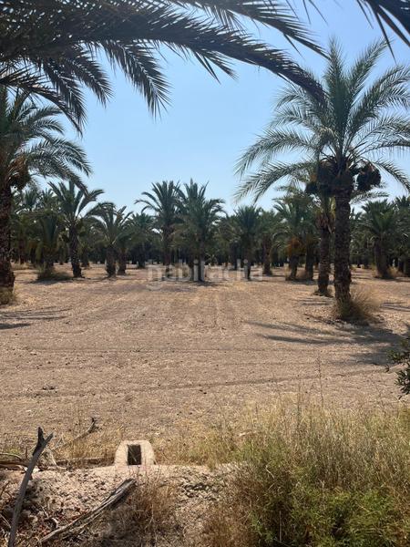 Foto 707a1dd5-d800-4278-8317-6a6cc604e47e. Rural plot in La Algoda - Matola - Llano de San José Elche / Elx