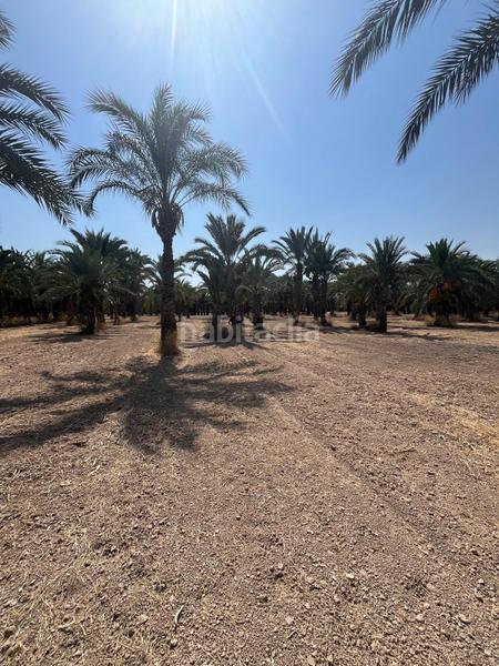 Foto 7ec1abc8-eb43-4b43-b556-1146a1c34bf5. Rural plot in La Algoda - Matola - Llano de San José Elche / Elx