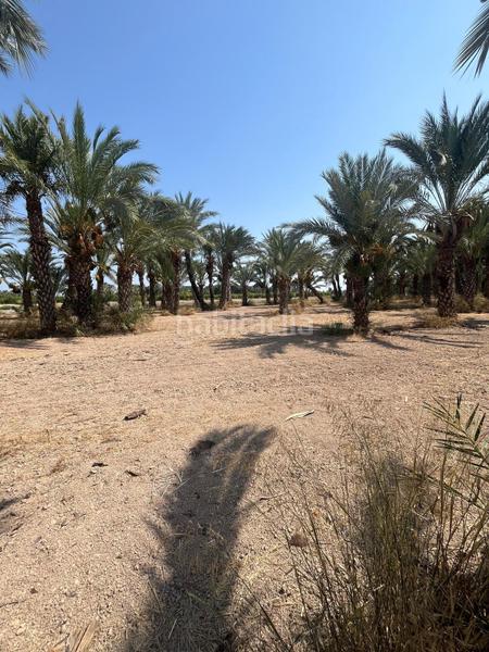 Foto 8d78a068-9b51-4658-9bd6-a28a1061eb78. Rural plot in La Algoda - Matola - Llano de San José Elche / Elx