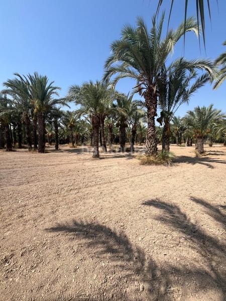 Foto 96f991ea-2dc6-4417-9040-e0dd46098646. Rural plot in La Algoda - Matola - Llano de San José Elche / Elx