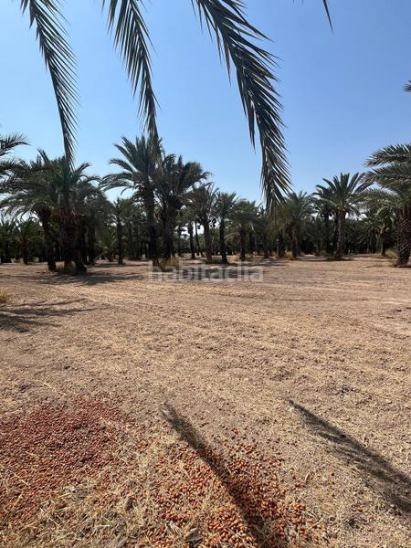 Foto b87fecf8-6539-406b-a2a1-b5fb192ac003. Rural plot in La Algoda - Matola - Llano de San José Elche / Elx