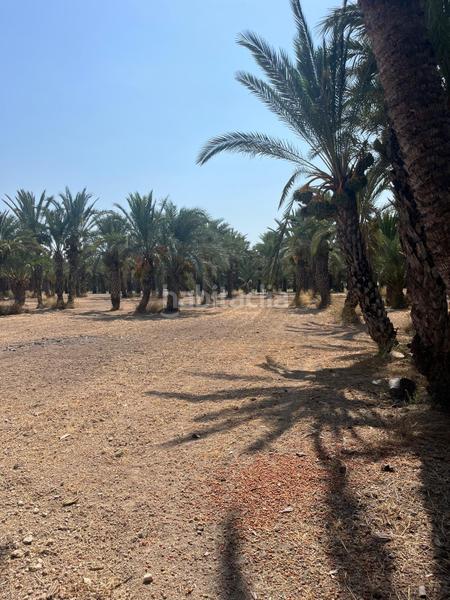 Foto c60433fa-4601-4706-bb63-cac3428f4a61. Rural plot in La Algoda - Matola - Llano de San José Elche / Elx